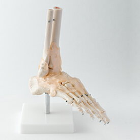 足関節模型 靭帯付き 人体模型