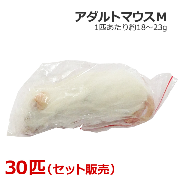 代引き不可 超定番 冷凍 エサ Mサイズ 日本最大級の品揃え アダルトマウス 30匹