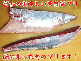【送料無料 冬ギフト】 富山湾産 天然 寒ブリ (8〜9kg級) 半身｜刺身OK！ ぶりしゃぶ 照り焼き お取り寄せ 海鮮丼 寿司ネタ 酒の肴 おつまみ 晩酌に最適 贈答用