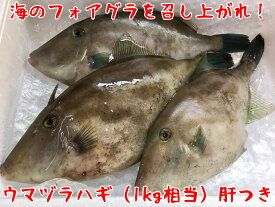 楽天市場 カワハギ 刺身 その他水産物 魚介類 水産加工品 食品の通販