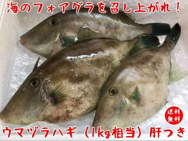 楽天市場 送料無料 富山産天然ウマヅラハギ 肝つき 1kg相当 大きめ2尾 3尾 食品 お刺身 刺身 柵 煮付け 塩焼き 昆布締め 肝醤油 富山 富山湾 富山県 魚 鮮魚 海鮮 真空パック おまかせ 調理が楽 グルメ お取り寄せグルメ ギフト 酒の肴 食べ物 酒 おつまみ 寿司