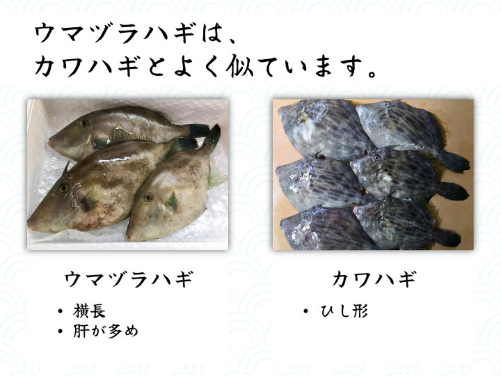 楽天市場 送料無料 富山県産天然ウマヅラハギ 肝つき 1kg相当 大きめ2 3尾 カワハギ 刺身 肝 ウマヅラハギ ウマズラハギ ウマヅラ 富山湾 山本鮮魚店 楽天市場 送料無料 富山県産天然ウマヅラハギ 肝つき 1kg相当 大きめ2 3尾 カワハギ 刺身 肝 ウマヅラハギ ウマズラハギ ウマヅラ 富山湾 山本鮮魚店
