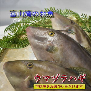 魚 カワハギ 天然の人気商品 通販 価格比較 価格 Com