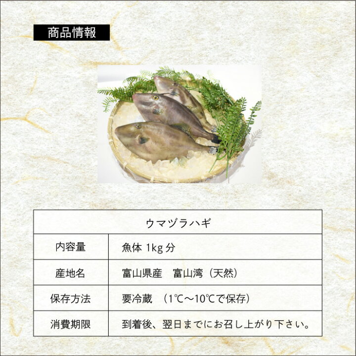 楽天市場 送料無料 富山県産天然ウマヅラハギ 肝つき 魚体約1kg相当 大きめ2 3尾 カワハギ 刺身 肝 ウマヅラハギ ウマズラハギ ウマヅラ 富山湾 山本鮮魚店