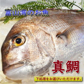 【送料無料】富山県産天然真鯛 魚体 合計約1kg分(大きめ1〜2尾) | 刺身 真空パック 柵 お刺身セット グルメ お取り寄せ ギフト 魚 富山 寿司ネタ