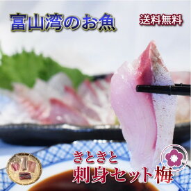 【送料無料・秋ギフト】 富山湾産 刺身セット 梅(4種)｜サク取り済み 秋の味覚 お取り寄せ 海鮮丼 寿司ネタ 酒の肴 おつまみ 晩酌に最適 贈答用