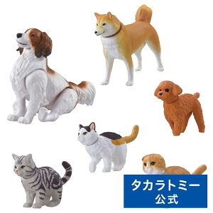 AjA ɂɂ₩Zbg | ^Jg~[  ǂ q    Mtg