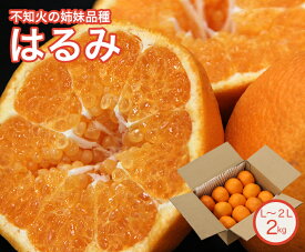【送料無料】和歌山県産 はるみ L〜2Lサイズ 2kg【和歌山県 家庭用 みかん ミカン こたつ 蜜柑 柑橘 リッチ 贈り物 贈答 お祝い お返し ギフト フルーツ お取り寄せ うまい 果物】