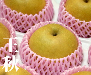 yz挧Y H y5kg 8`10zy  挧 H ƒp 蕨  j Ԃ 5L 傫 Mtg ݂݂ v[g t[c  ܂ ʕz