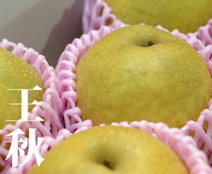 yz挧Y H y2kg 5zi12jy  挧 H ƒp 蕨  j Ԃ 5L 傫 Mtg ݂݂ v[g t[c  ܂ ʕz