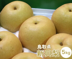 【送料無料】鳥取県産 新興梨（しんこうなし）【5kg 12〜14玉】【 なし ナシ JA鳥取いなば 梨 旬 うまい お取り寄せ 贈答用 贈り物 ギフト 進物 フルーツ お取り寄せ うまい 果物】