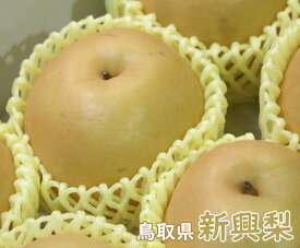 【送料無料】鳥取県産 新興梨（しんこうなし）【5〜6玉】（24）【 なし ナシ JA鳥取いなば 梨 旬 うまい お取り寄せ 贈答用 贈り物 ギフト 進物 フルーツ お取り寄せ うまい 果物】