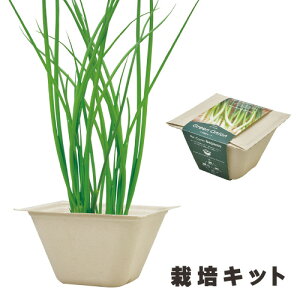 y󂠂z͔|Lbg lM { oKXO[ BAGASSE GREEN SEISHIN V| GD-95301 ċx j̎q ̎q w wN wN q c l q