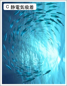 Q KXtB ډBV[g KX p tB KX œ\ vCoV[tB OJbg ՌfM Uh~ \蒼\ KX tB CeA 