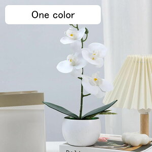 Ӓ ~j  ͂Ȃ ԃCeA ϗtA  ԑ A 킢 { ԕr ȒPb炸  _ k 蕨 v[g p  u[P