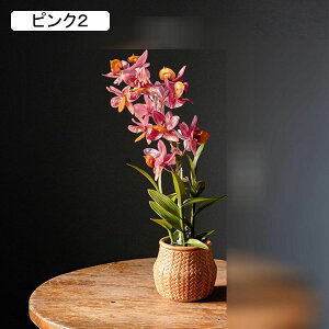 ԃCeA A XK ͂Ȃ  ϗtA 픫 A { sv  _ ֏ u^ k Be p z[ 뉀 Lb` ItBX