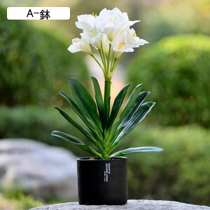 ���� �͂�Ȃ��� ���A�� ���񂵂�� ���픫 ���ԃC���e���A �ϗt�A�� ������ ���A�� �{���������� �l�H���� �l�H�A������ �����s�v �k���� ins ������� �����u�� ���蕨 �ʐ^�B�e ��̓�