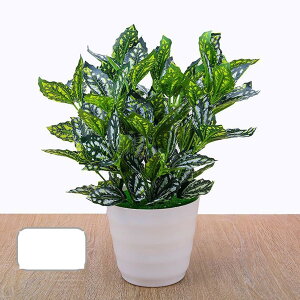 lHϗtA A lHt A |gX ACr[ { CeAO[ tFCNO[ Q쏜sv lHA ϗtA ̓ hV̓ j NX}X