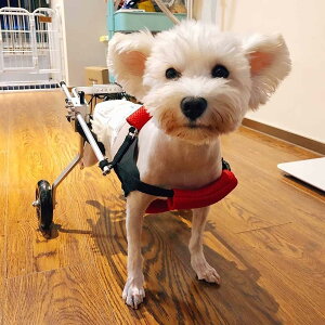 |[^uybgpԈ֎q 2 TCY\ pԈ֎q ܂肽ݎ p g₷ 둫T|[g pԈ֎q