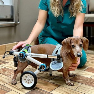 pԈ֎q ړQpr ܂肽ݎ^pԈ֎q 둫p ybgnre[VT|[gJ[g - gݗĊȒP (TCY: XXXS TCY)