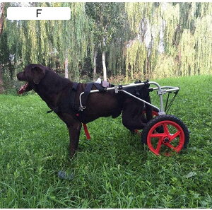 2֌pJ[gzC[߉\pybgԈ֎qybgLpԈ֎qp]ԃg[[\tgK둫nre[Vp (TCY : Xl) (Xl)