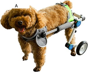 ܂肽 ̎Ԉ֎q 2zC[ Q̂ybg tT|[g둫nre[VJ[g, ȒPȑgݗ (F : B, Size : S for 10-16kg)