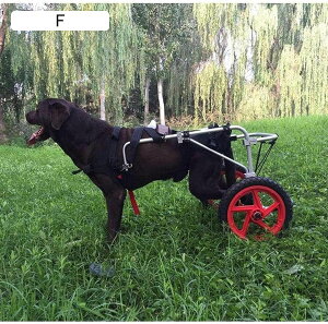 Q̂錢pԈ֎qA⏕psA߉\ȃybgpԈ֎qAybǧ둫nre[VAX|[cJ[A둫nre[ViTCYFLAXLj