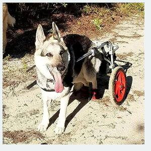 pybgpԈ֎q pԈ֎q ߉\ȃybgpxr[J[ ^p둫nre[V pybgpxr[J[ (LAXL)