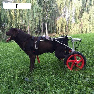 ybg^p㑫Ԉ֎qA߉\ȃtT|[gybgԈ֎qApxr[J[㑫Ƒ̃nre[ViLAXLj