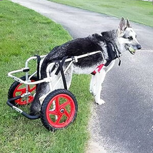 ���p�Ԉ֎q�A2�֒��߉\�y�b�g�p�Ԉ֎q�A���p��둫���n�r���e�[�V�����A��Ⴢ����y�b�g�̕��s�⏕�A��^���ɍœK