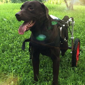 nre[VybgpԈ֎qA̋r̃T|[gƃqbṽT|[gɓKĂAyʂ̌pԈ֎qAჂȑQɓKĂ܂