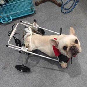 pԂ 둫p̃^t[hbOԈ֎qA L//q̂߂̒\ȃybgnre[VJ[gA hbOEH[J[zC[[OT|[gc[ (Size : S Size)