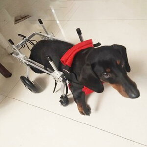 pԂ 둫p̏^Ԉ֎qA `FXgzC[[OT|[gc[ی삵A L//q^ybgnre[VJ[g (Size : XS Size)