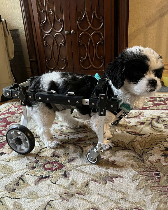 楽天市場】犬用車いす 全脚ペット用移動用車椅子サポートツール - 4輪 
