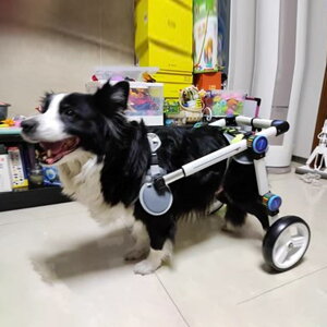 pԂ /}/^̎Ԉ֎q̉񕜁At[̈ړ̃ybg nre[ṼJ[gAsɂꂽ̌둫ԗւ̈T|[gp (Size : L Size)