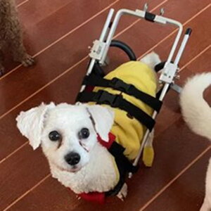 pԂ 둫p̏^Ԉ֎qA ܂肽݉\Ȓ\ȃzC[[OT|[gc[A Â/Q̂ybgnre[VJ[gA t[ (Size : Widen XS S