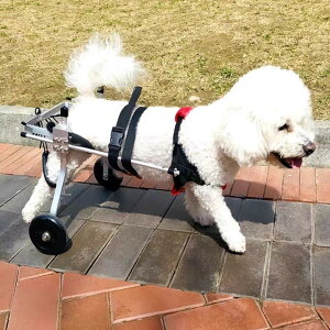 pԂ ܂ݎpԈ֎qi\tgV_[XgbvtjAt[ybgnre[VJ[giLEEqpjAzC[[OT|[gc[ (Size : XS Siz