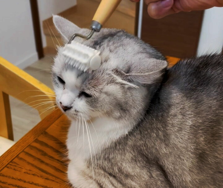 楽天市場 大好評 ペットを癒すコロコロ マッサージ ローラー ペット専用 コロコロ リラックス ツボ 刺激 犬 イヌ 猫 ネコ うさぎ デグー フェレット 癒し 癒す 効く 気持ちいい プチプラ ペット用品 グッズ 軽量 小型 かわいい 手のひらサイズ Toyogroup楽天市場店
