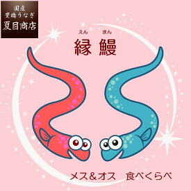 ＼最大250円OFFクーポン／ 業界初！ オス & メス うなぎ 選べる 蒲焼き or 白焼き 縁鰻 中大131-154g×2尾 約2人前 送料無料 国産 愛知県産 専門店 お中元 暑中御見舞 誕生日 プレゼント 食べ物 真空パック 贈り物 内祝い ギフト