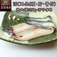 うなぎ 活じめ 生 (頭・肝・骨付) 特大(約260g・3Pサイズ)×2尾 送料無料 国産 愛知県産 専門店 活〆 生 …