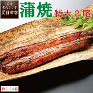 【250円OFFクーポンあり】うなぎ蒲焼き 特大181-210g×2尾 約3.5人前 送料無料 国産 愛知県産 専門店 お…