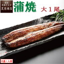 【250円OFFクーポンあり】うなぎ蒲焼 大155-180g×1尾 大盛1人前 送料無料 国産 愛知県産 専門店 お中元 土用の丑 暑中見舞い 残暑見舞い 誕生日 プレゼント 食べ物 真空パック 贈り物 喜ばれる 内祝い ギフト