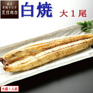【最大150円OFF クーポン 】うなぎ白焼 大155-180g×1尾 大盛1人前 岩塩付 送料無料 国産 愛知県産 専門…