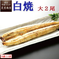 【最大150円OFF クーポン 】うなぎ 白焼 大155-180g×2尾 大盛2人前 岩塩付 送料無料 国産 愛知県産 専門…