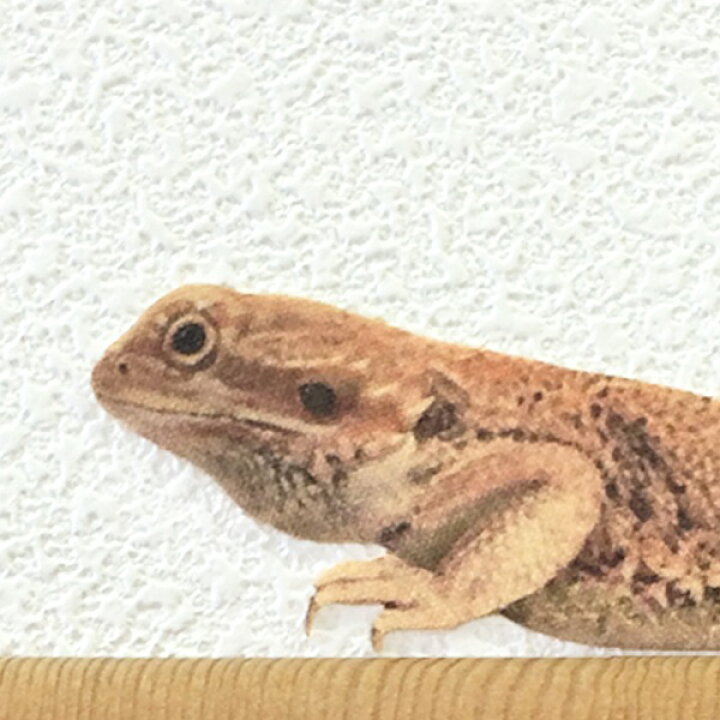 楽天市場 爬虫類 カラーウォールステッカー Animal Life フトアゴヒゲトカゲ レッド フトアゴ トカゲ 雑貨 インテリア 壁 シール ペット Toyo Labo Shop 楽天市場 爬虫類 カラーウォールステッカー Animal Life フトアゴヒゲトカゲ レッド フトアゴ トカゲ 雑貨 インテリア 壁 シール ペット Toyo Labo Shop