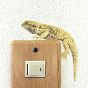 爬虫類 カラーウォールステッカー【Animal LIFE フトアゴヒゲトカゲ(イエロー)】フトアゴ トカゲ 雑貨 インテリア 壁 シール ペット