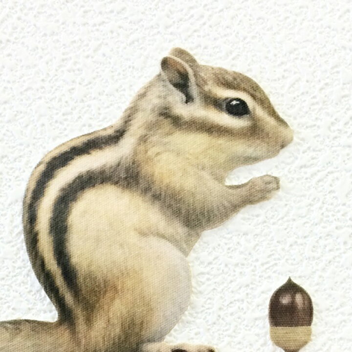 楽天市場 リス カラーウォールステッカー Animal Life シマリス 横向き りす 雑貨 インテリア 壁 シール どうぶつ 動物 ペット 栗鼠 Toyo Labo Shop