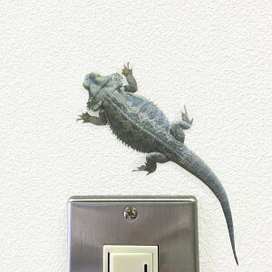 爬虫類 カラーウォールステッカー【Animal LIFE フトアゴヒゲトカゲ(真上)】フトアゴ トカゲ 雑貨 インテリア 壁 シール ペット