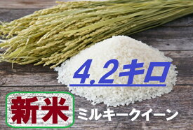 新米【令和7年産】ミルキークイーン　4.2kg 送料無料！！