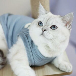 L ^ v`v ^Ngbv єh~ btn   t ybg 킢  ݃J[ ybgpi jAXJ[ Jbg\[ lRG m[X[